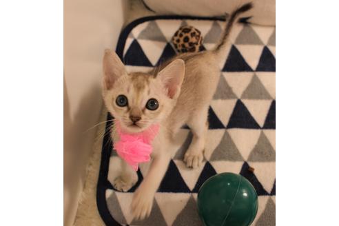 成約済の大阪府のシンガプーラ-6358の1枚目